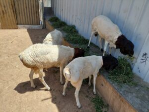 insight-images (6)